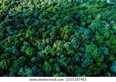 Aerial view of dark green forest with misty clouds. Rich natural ecosystem of rainforest concept of natural forest conservation and reforestation Royalty-Free Stock Photo #2255187483
