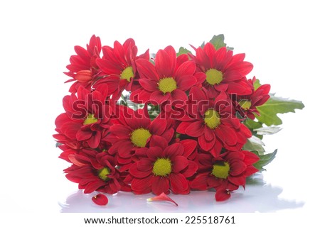 beautiful red blooming chrysanthemum on a white background