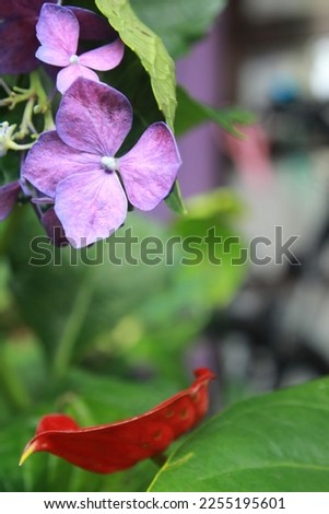 Blurred, de focused hydrangea and anthurium flowers in the garden