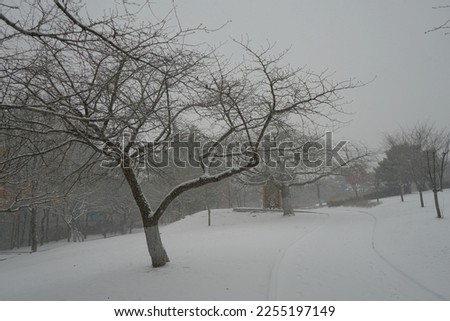 Beautiful snow view in the yard