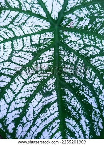 white and green leaf texture, close up fotography