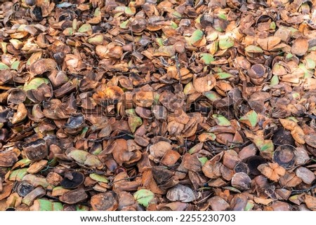 Coconut husk high lignin waste is used to make compost in organic garden. Coco coir producing process from coconut. Organic gardening. Recycling materials. Organic farming. Sustainable agriculture. Royalty-Free Stock Photo #2255230703