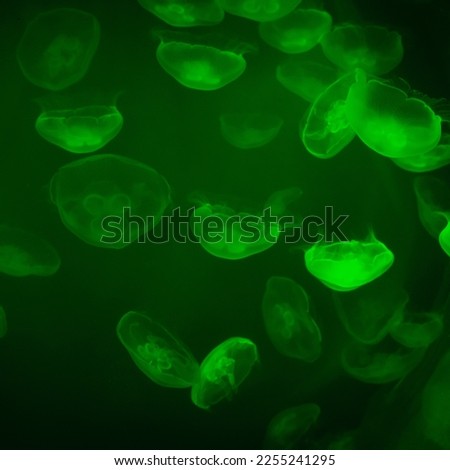 Group of jellyfish in an aquarium with beautiful lighting