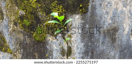 Old wall background. A plant grows and survives on a concrete wall. Selective focus.