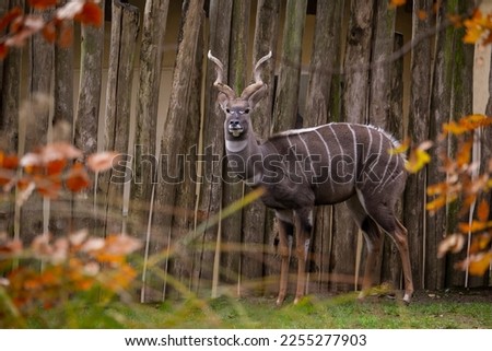 Male Lesser kudu, Tragelaphus imberbis, with resting white stripes . High quality photo