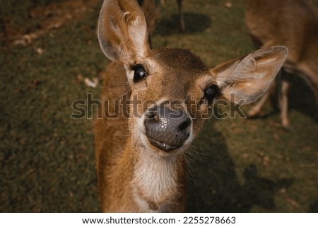 smiling deer for the camera