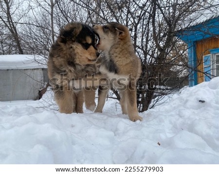 Beautiful puppies on a winter background