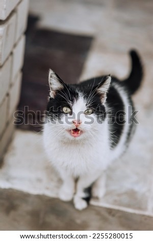 A beautiful black and white fluffy stray cat sits on the street, outdoors. Photo of an animal, close-up portrait.