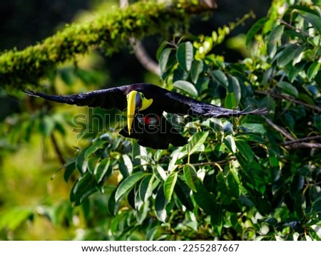 Keel-billed Toucan in flight, taking off from the tree branch