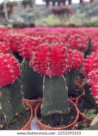 many coloured cactus is small pot red pink
