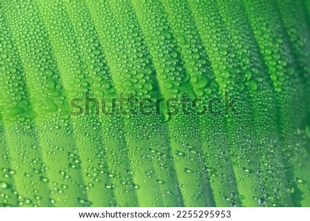 Selective focus on green banana leaf with dew drop in winter morning