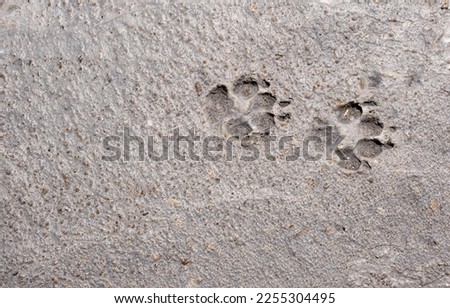 Relief of two animal paw prints in concrete pavement. Background and wallpaper texture. Copy space