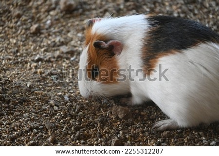 A hamster looks intently at the ground, its small body and fluffy fur filling the frame. The picture captures the hamster's inquisitive and attentive nature.