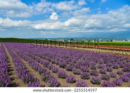 Amazing view of beautiful lavender blooming in Japan