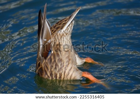 Female Mallard duck diving for food under the surface of the water in a local pond on a summer day.