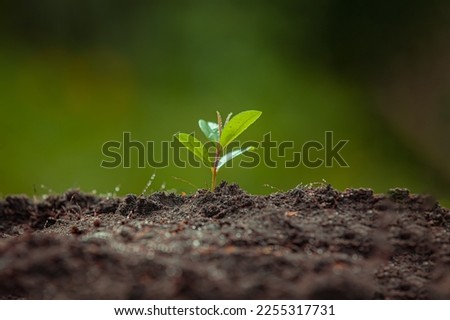 close up picture of the sapling of the plant is growing Closeup Young Plant Growing Soil Concept Stock Photo