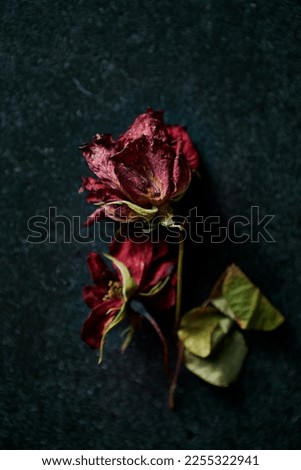 Dried red roses on dark stone background