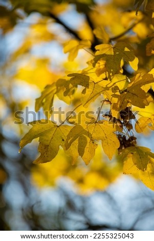Yellow autumn maple leaves in a forest. Maple Leaf tree with natural yellow leaves