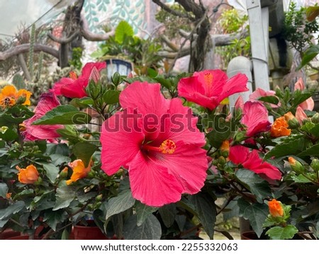 beautiful pink hibiscus flower with plant..fresh flower..pink flower