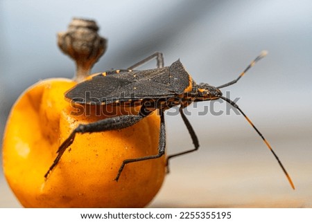 A kissing bug, often known in Latin America as vinchuca, spreads Chagas disease. You can have it and not even know it.