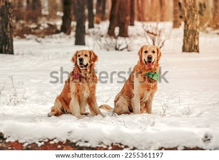 Golden retriever dogs sitting in winter time in snow and looking at camera. Adorable purebred doggy pet labradors in cold weather at nature