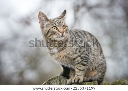 Portrait of a young mongrel tabby cat sitting on a fence and carefully looking to the side. Spring outdoors from low angle view.