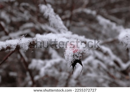 Frost covered rose hip during the winter. Gray sky in January. Freezing cold. Close up. Stockholm, Sweden, 2023.