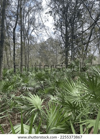Took this picture at a campground in wildwood Florida. Looks like the jungle to me.