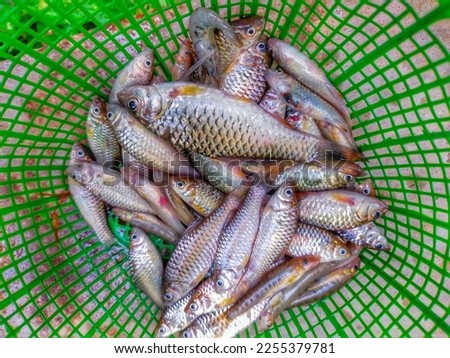 Fresh wader fish from fishing in the river
 Royalty-Free Stock Photo #2255379781