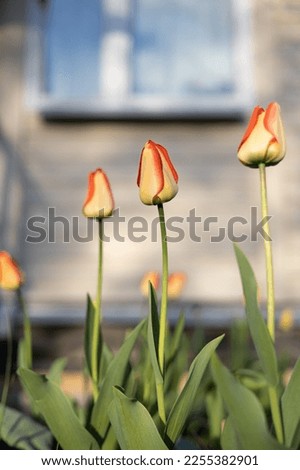 Red-yellow tulips in flower bed on the background of an old wooden house in the rays of the setting sun. Spring. Background