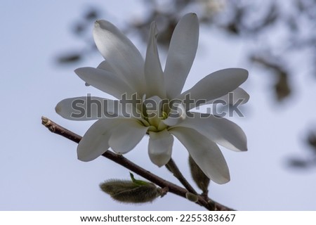 Star Magnolia stellata early spring flowering shrub, beautiful flowers with bright white tepals on branches in bloom