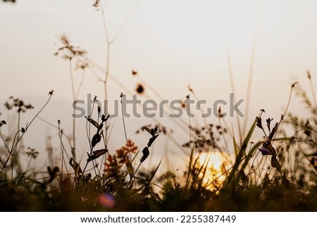 silhouette of flowers and grass in front of a sunset wich is mirrored by a lake.