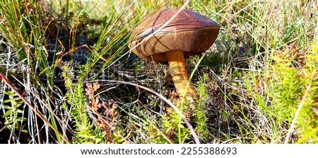 mushroom growing in Icelandic moss