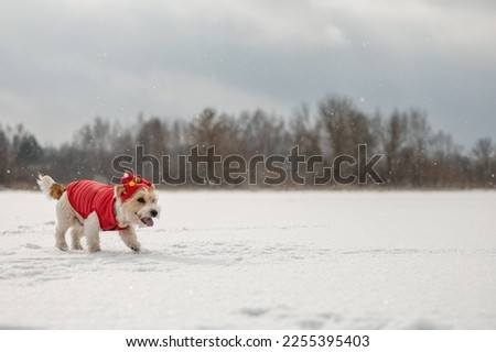 A dog in a red festive cap and jacket walks through the snow. Jack Russell Terrier in winter in snowfall on a background of trees. Christmas concept.