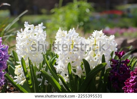 White Hyacinthus orientalis in a garden on an abstract background. White (Carnegie) hyacinth. Hello Spring Royalty-Free Stock Photo #2255395531