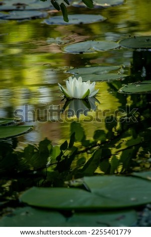 White water lily with leaves and reflection in lake water
