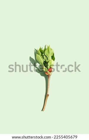 Top view green leaf at sunlight in minimal style on pastel green background. Natural tree branch of lilac with new spring leaves, monochrome photo, botanical nature design poster, spring eco flat lay