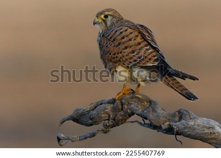 The common kestrel on its perch
