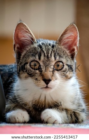 Cute little kitty portrait picture