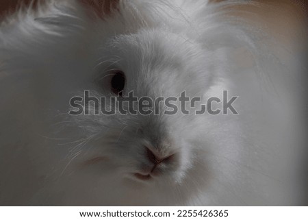A portrait of a young white rabbit.