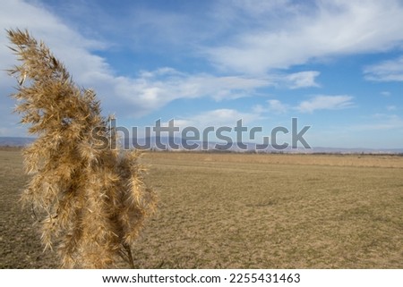 Reeds photo with blue sky with white clouds and yellow nature view.