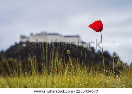 Single Poppy in front of the Hohensalzburg Castle in the City of Salzburg, Austria