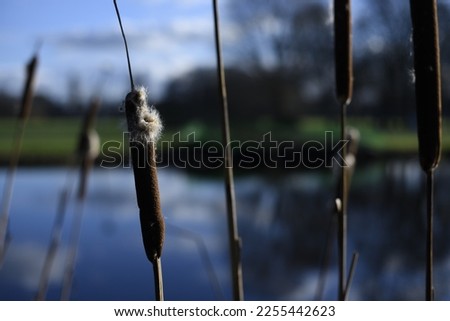 A rush-reed flower by the lake. Blooming pond flowers. Flower from morass. Royalty-Free Stock Photo #2255442623