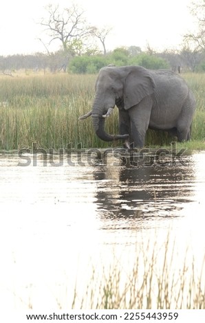 An Elephant Drinks Water While In The Water Near Chobe National Park In Botswana. 