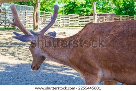Red deer with large branched antlers in a Zoo at Sea or Seaside Garden on nice June day.Picture taken on June 1, International Childrens Day at ,Varna city,Bulgaria.2013
