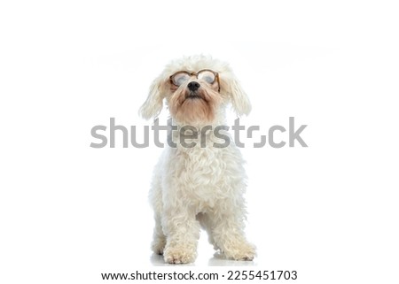 Picture of adorable Bichon dog looking above him, standing,wearing eyeglasses against white studio background