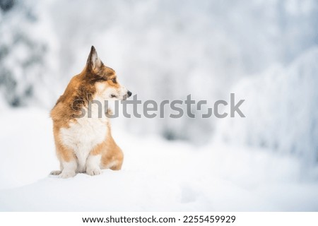 Cute welsh corgi Pembroke dog in wintertime
