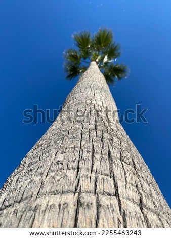 Palm tree picture taken from the bottom of the trunk with a clean blue sky as background