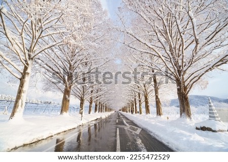 Metasequoia tree-lined road in winter and snow (Makino, Takashima City, Shiga Prefecture) Royalty-Free Stock Photo #2255472529