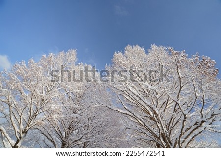 Metasequoia tree-lined road in winter and snow (Makino, Takashima City, Shiga Prefecture) Royalty-Free Stock Photo #2255472541